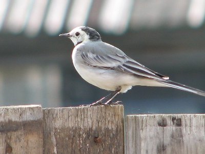 IMG_3168.JPG